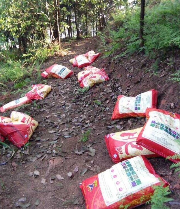 石城山工区施底肥，，，，，苗木修剪及栽植.png